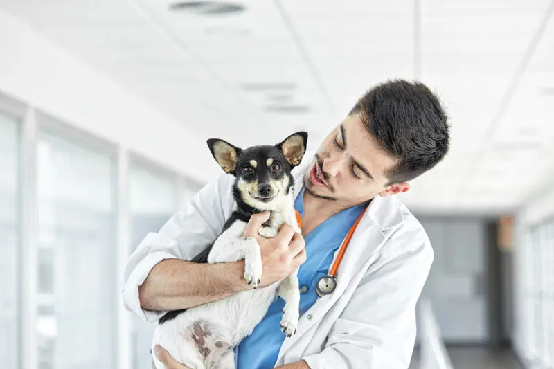 especializacoes_em_medicina_veterinaria.jpg