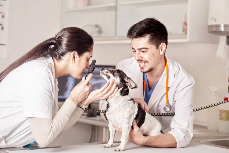 occhi_rossi_nei_cani.jpg