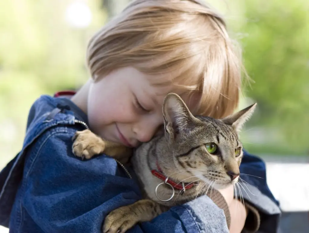 ipertiroidismo_nei_gatti.jpg