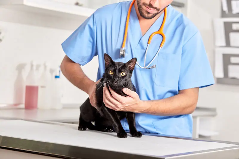comportamento_dei_gatti_0.jpg