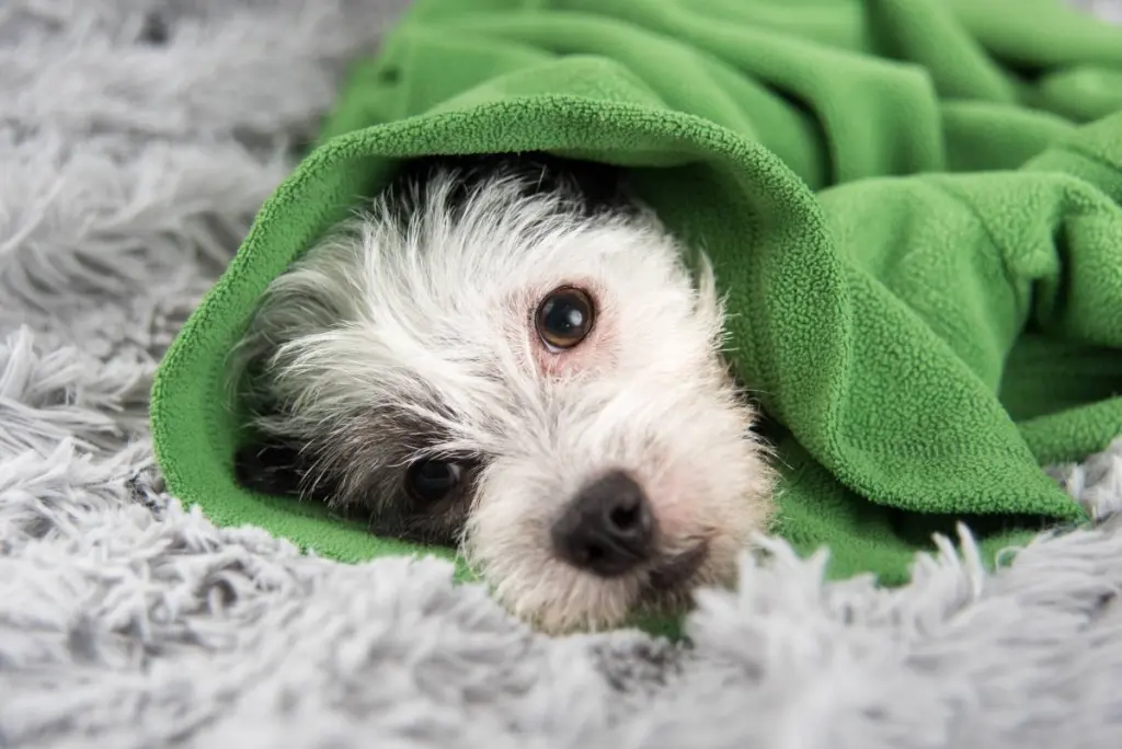 vomito_bianco_cane_0.jpg