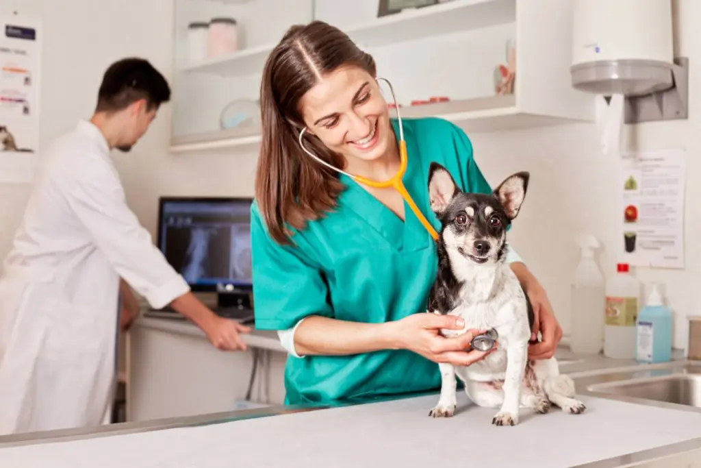 cardiologo_veterinario_0.jpg
