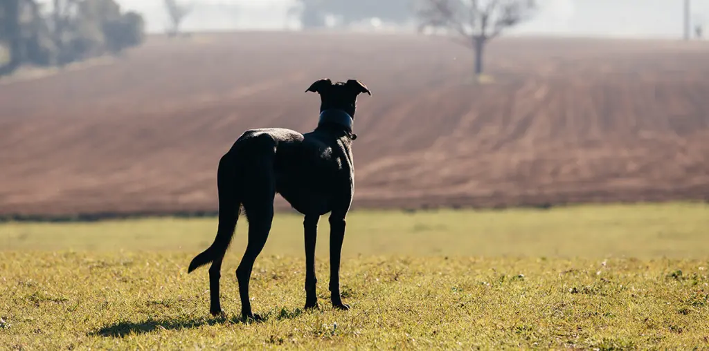 diarrea-nei-cani.jpg