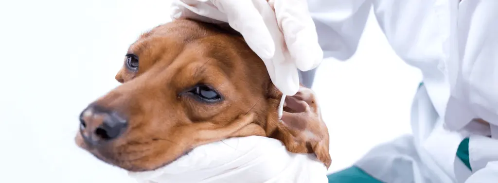 otitis_en_perros_tratamiento.png