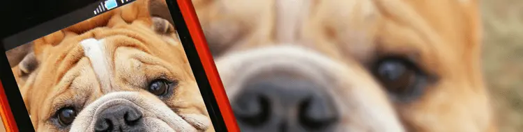 trabajo-veterinario-app-moviles-cabecera.png