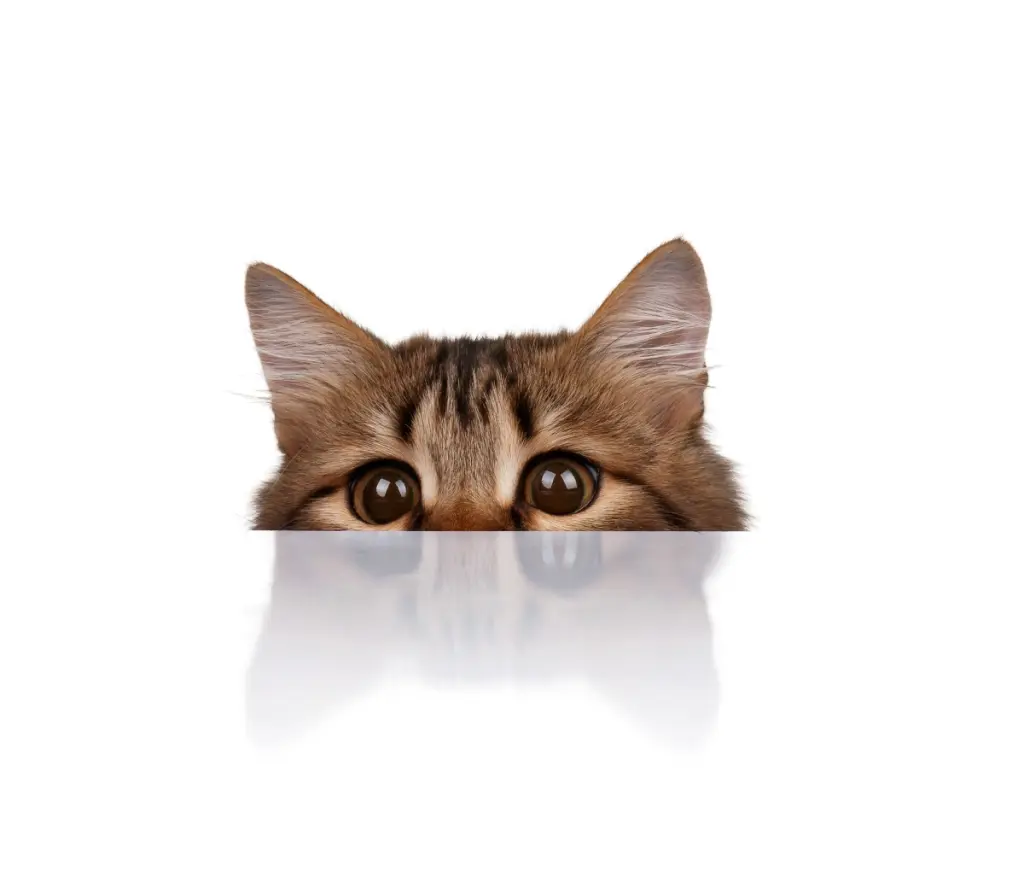 otoematoma_gatto.jpg