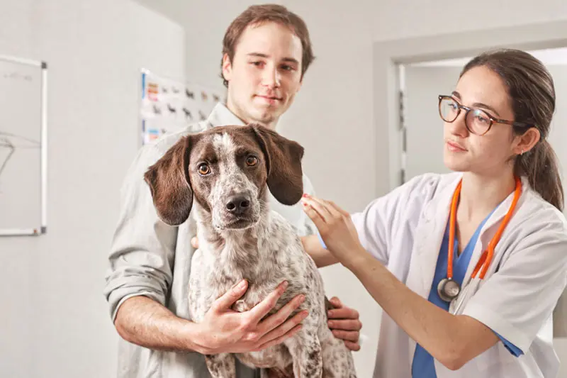 insufficienza_renale_cane_sintomi.jpg