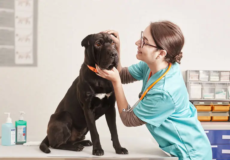 chien diarrhée sang.jpg