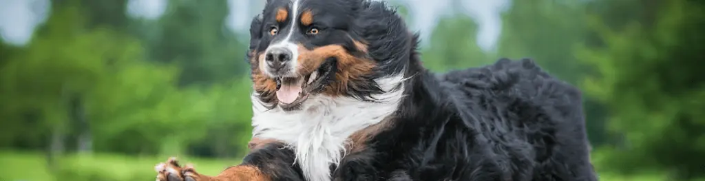 bursitis_codo_perro.png