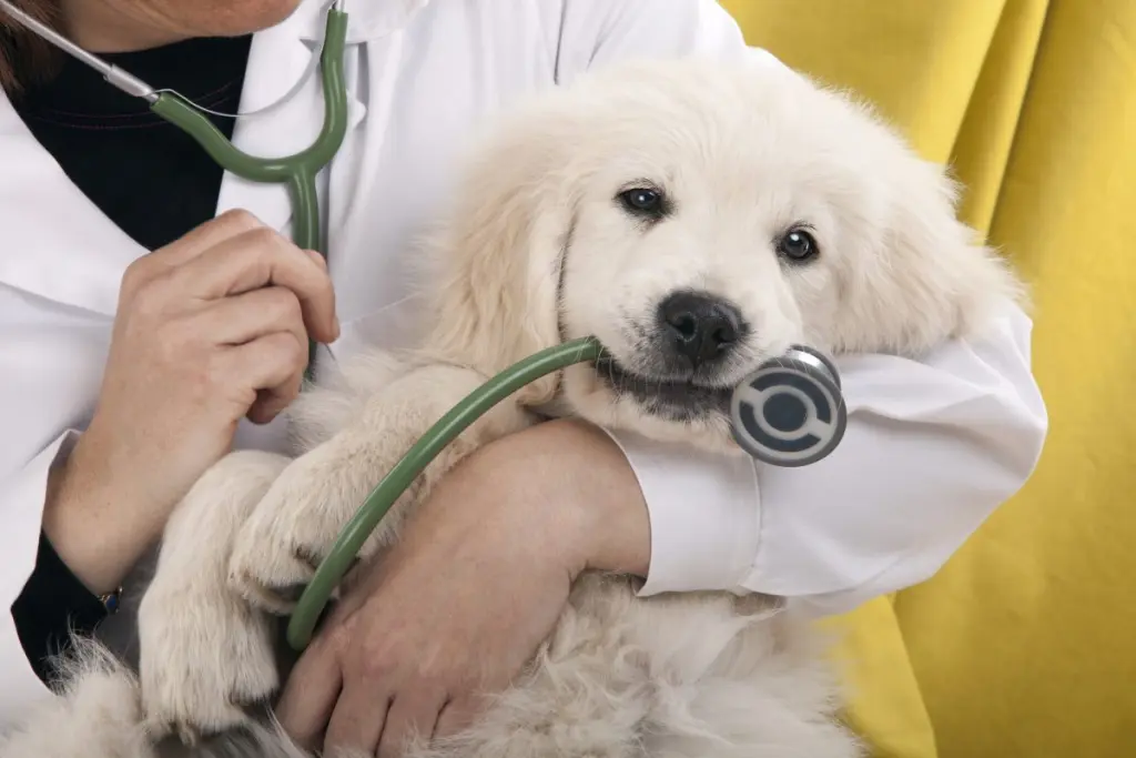 borsite_cane_0.jpg