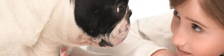 images_5080_affinity_french-bulldog-kid_0.jpg