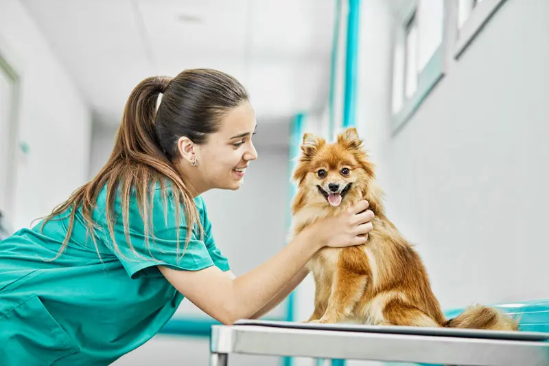 papilloma_nel_cane.jpg