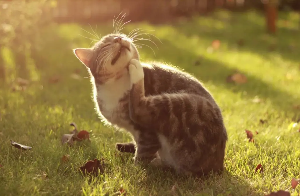 dermatite_nei_gatti_1.jpg