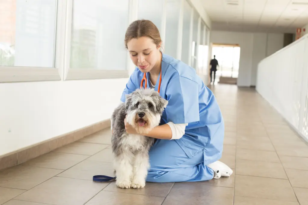 Régurgitation chez le chien.jpg