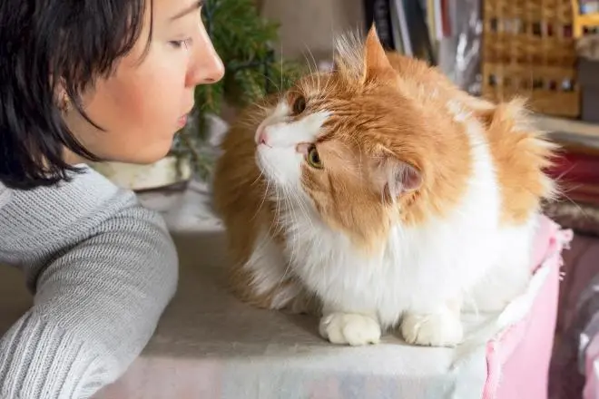 febbre_nei_gatti.jpg
