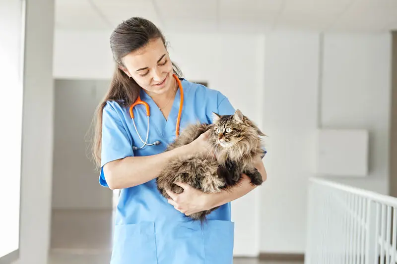 castracion_gatos.jpg