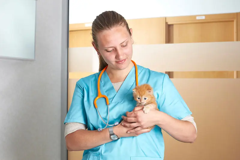 prednisolone_gatto.jpg