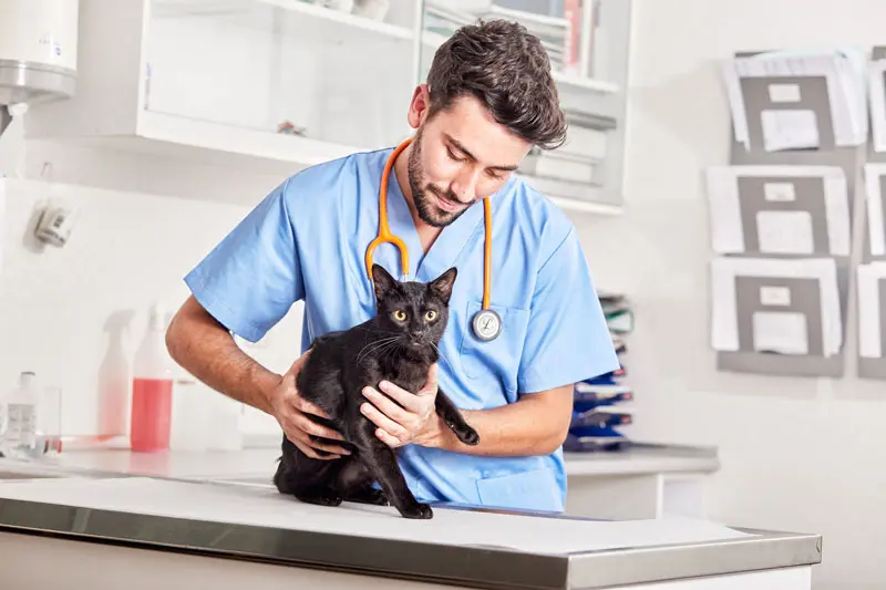 cimurro_gatto_.jpg