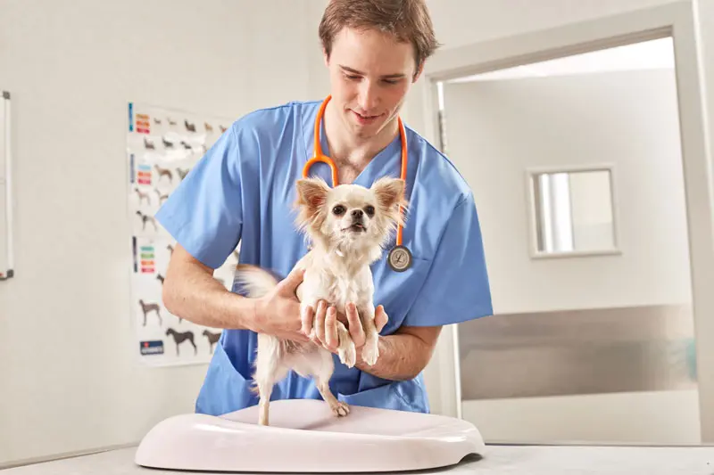 emangiosarcoma_cane_0.jpg