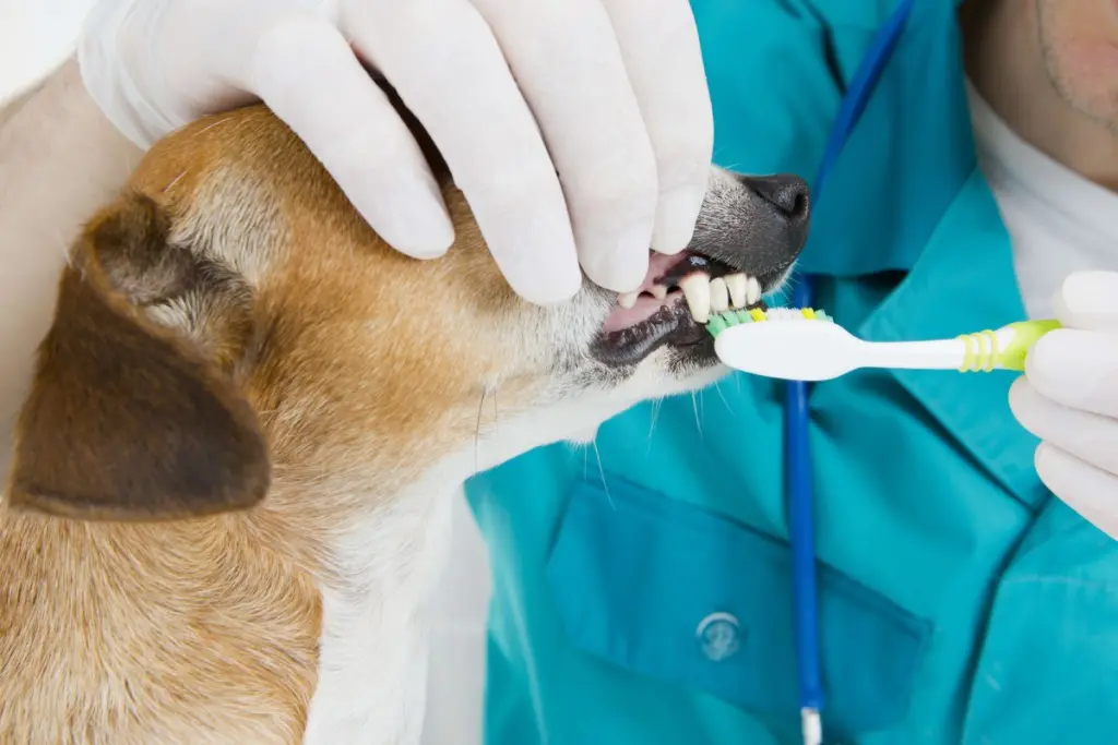 denticao_canina.jpg