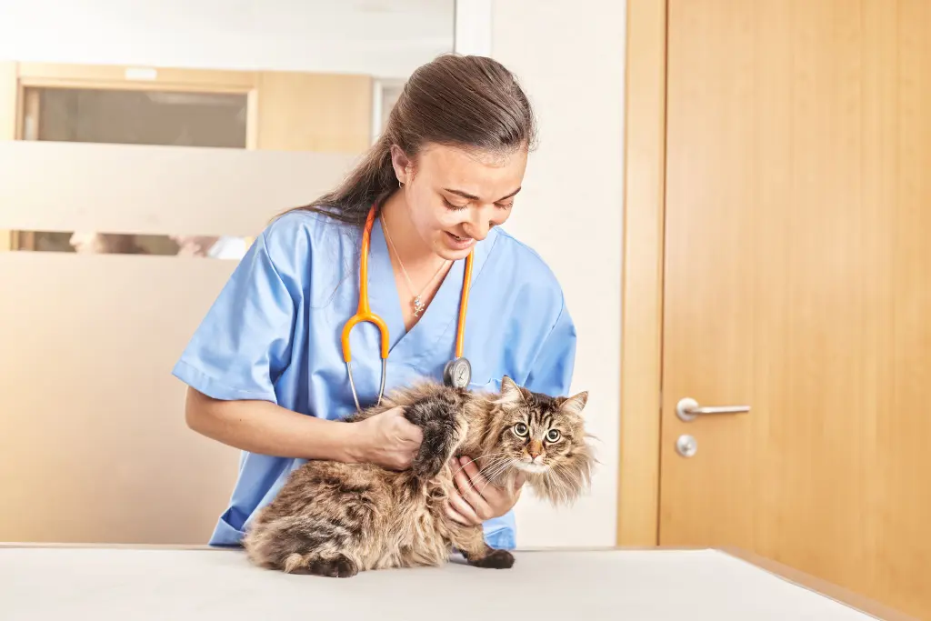 frequenza respiratoria gatti.jpg