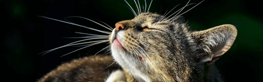 sarna_en_gatos.png