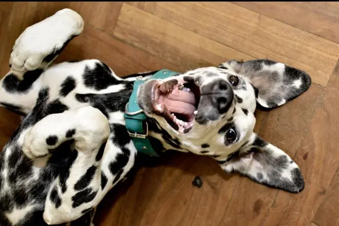 ipopigmentazione_nei_cani.jpg