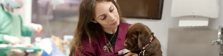 empleo-auxiliar-veterinaria-cabecera.jpg