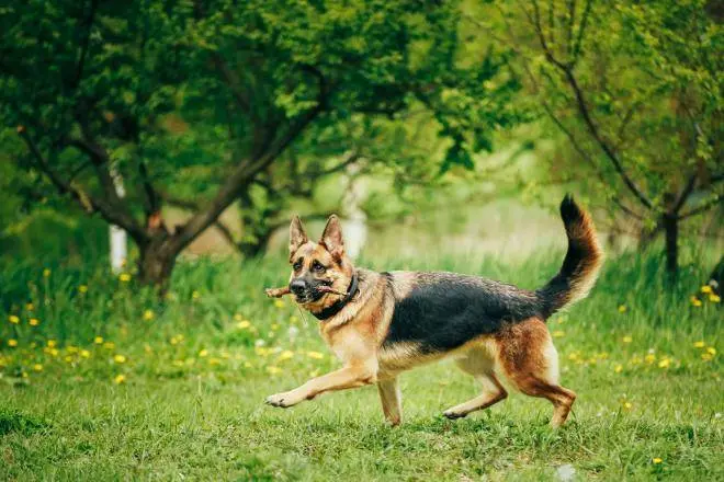 ernia_perineale_cane.jpg