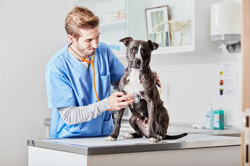 ghiandole_perianali_cane.jpg