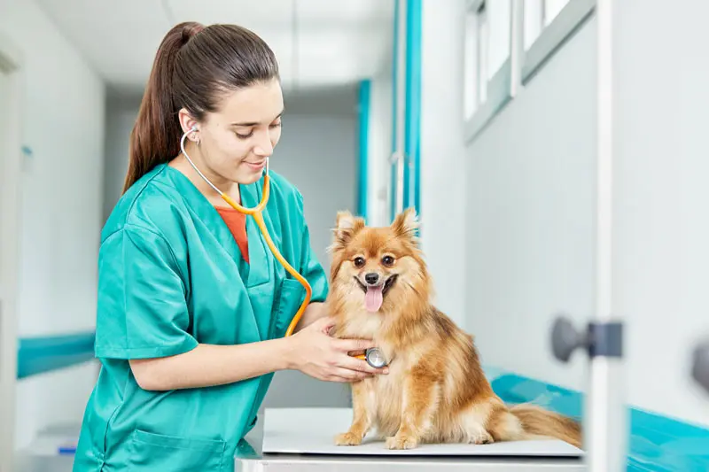 encefalopatia_epatica_cane.jpg