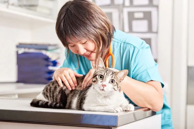dermatite_miliare_gatto.jpg