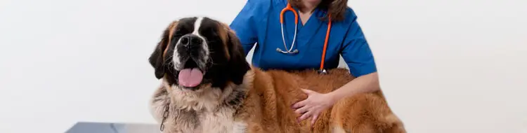 piodermite_canina_0.jpg