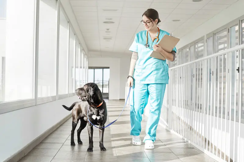 sterilizzare_cane_maschio.jpg