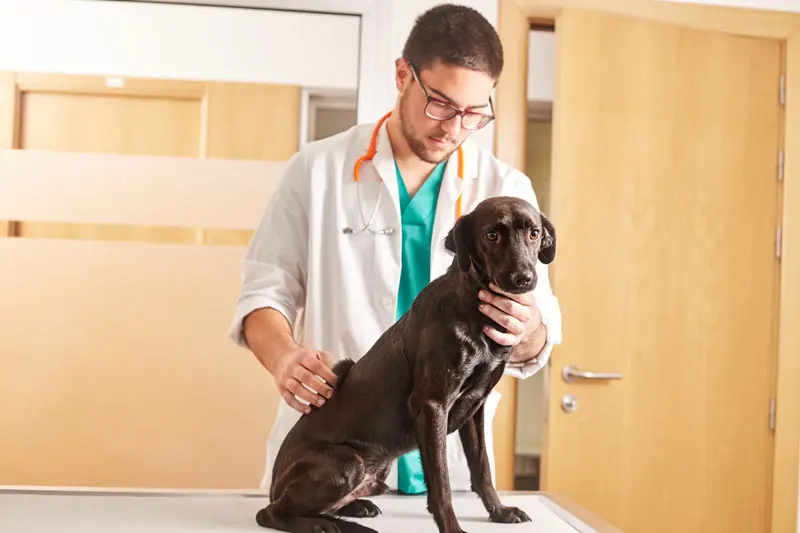 fisioterapia_canina.jpg