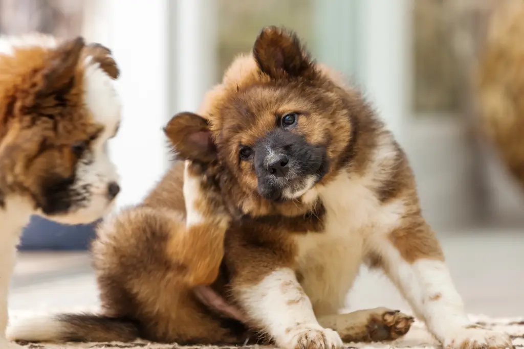 antistaminico_per_cani.jpg