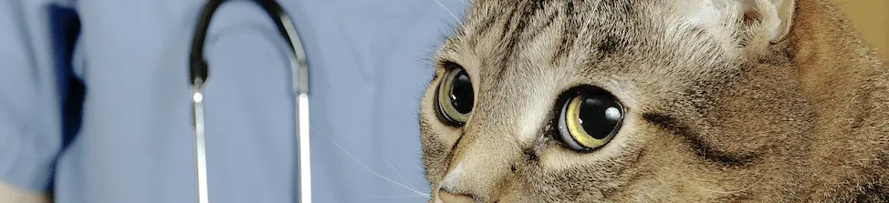 cardiomiopatia_hipertrofica_felina.png
