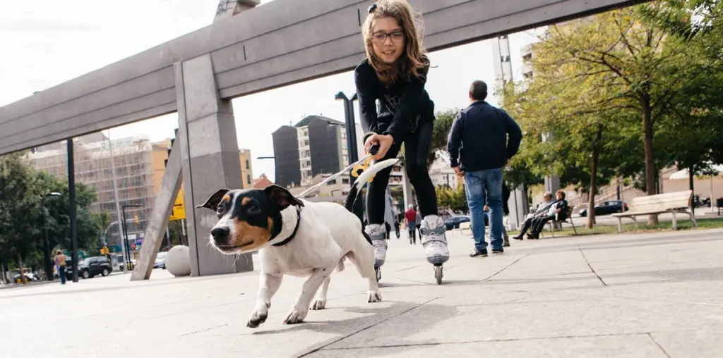 epilessia-cani.jpg