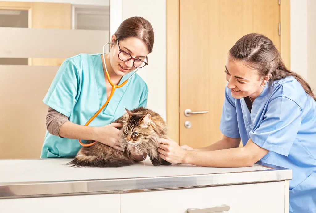 radiografia_gato_post-min.jpg