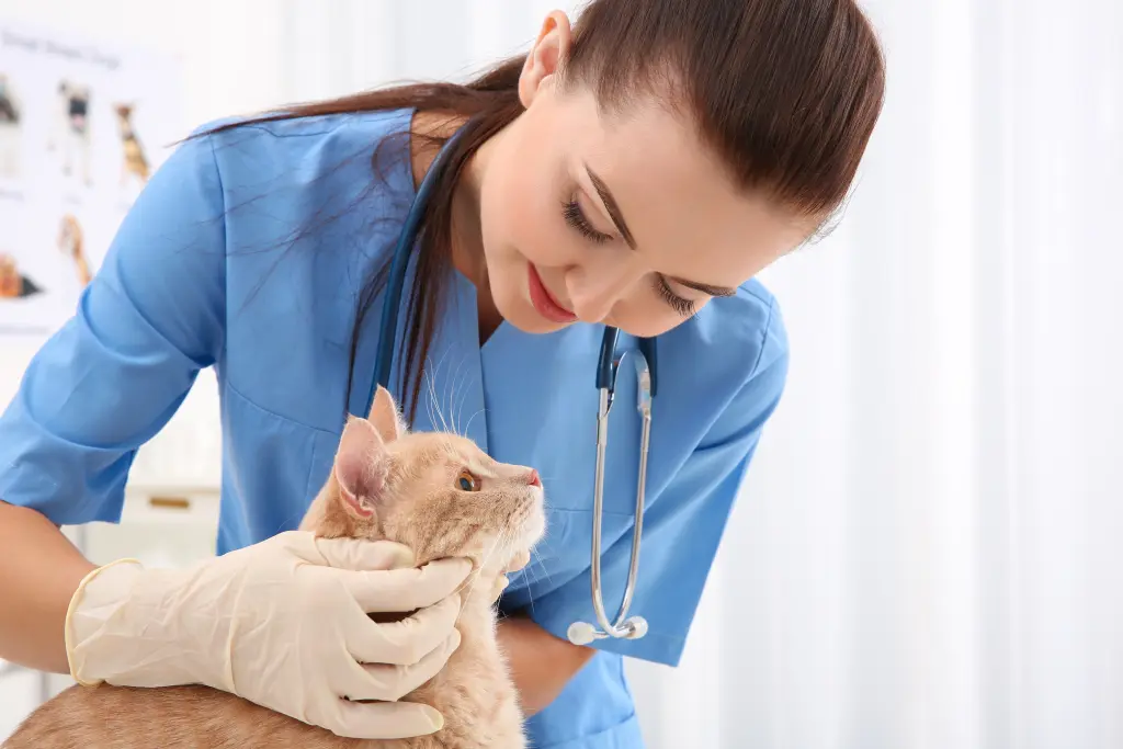 prednisolona_gatos.jpg