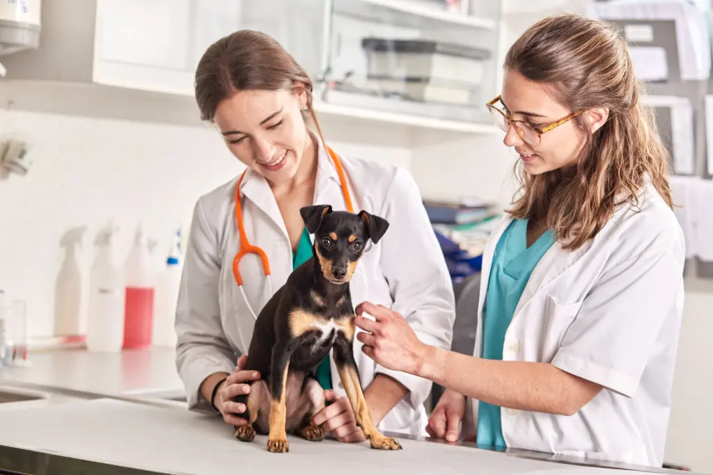creatinina alta nel cane.jpg