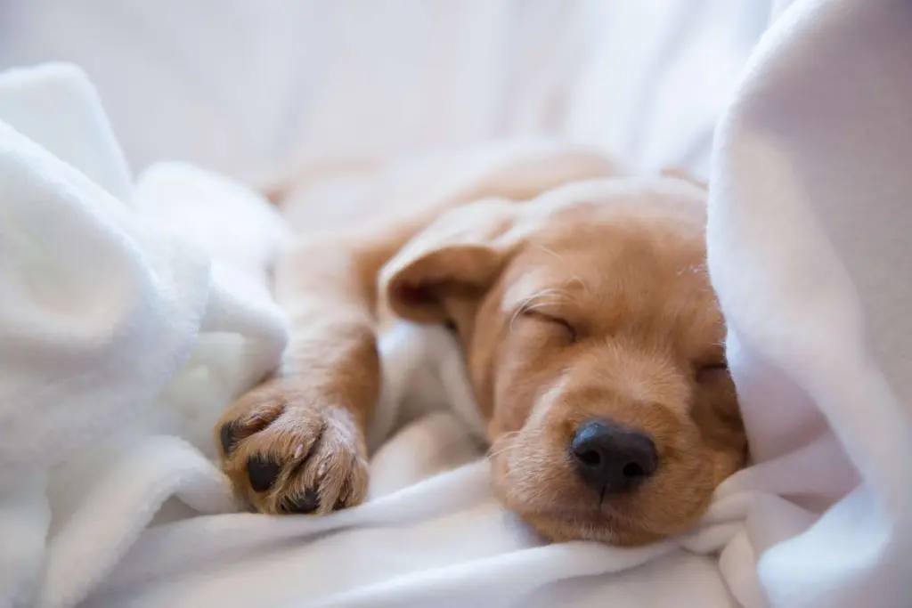 parvovirus_canino.jpg