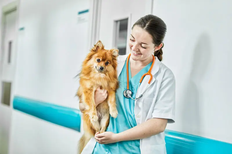 urea_alta_cane_0.jpg