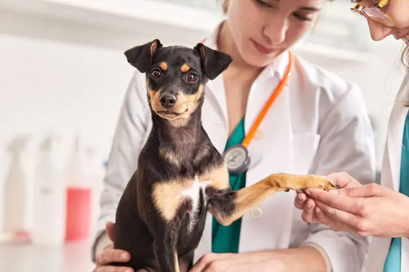 sindrome_di_cushing_nel_cane.jpg
