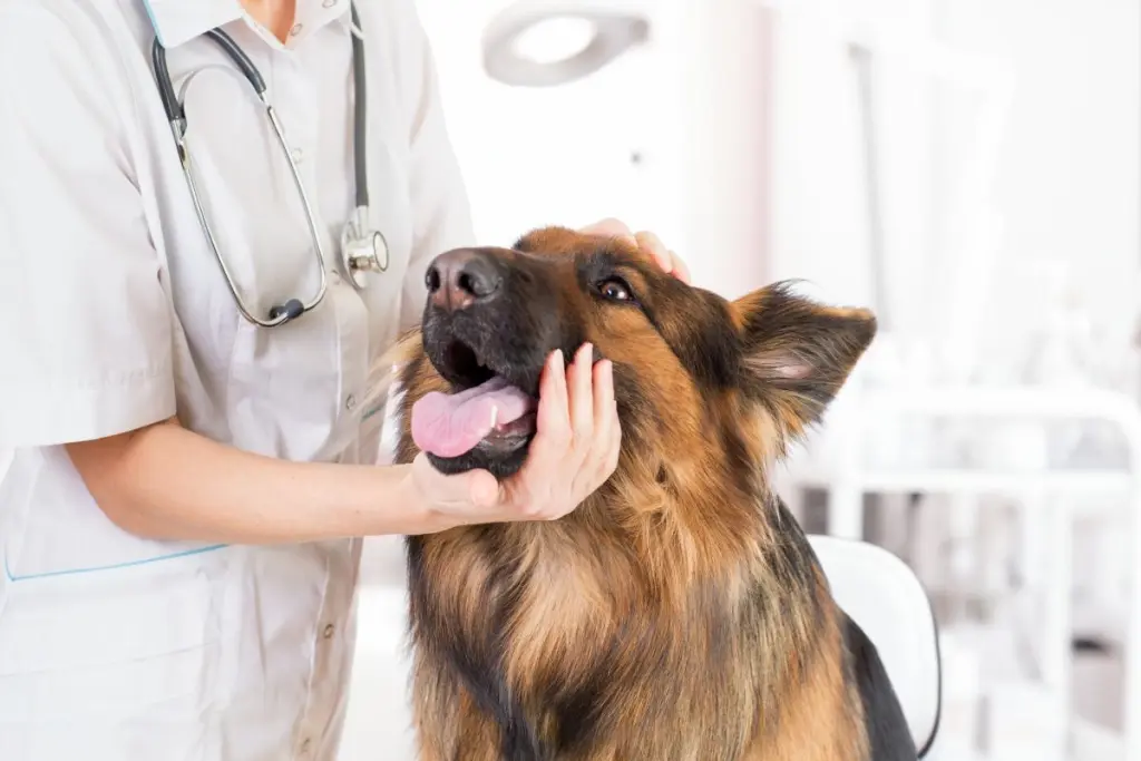 meningite_nei_cani.jpg