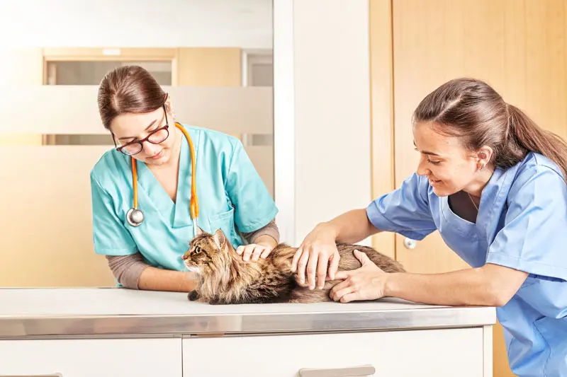 sterilizzare_gatto_maschio.jpg