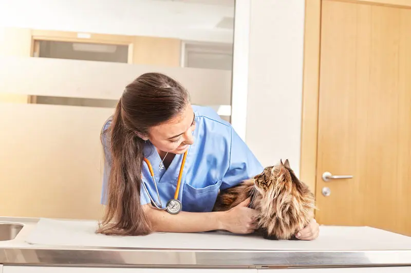 anemia_gatti.jpg