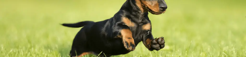 arthrose_chien.png