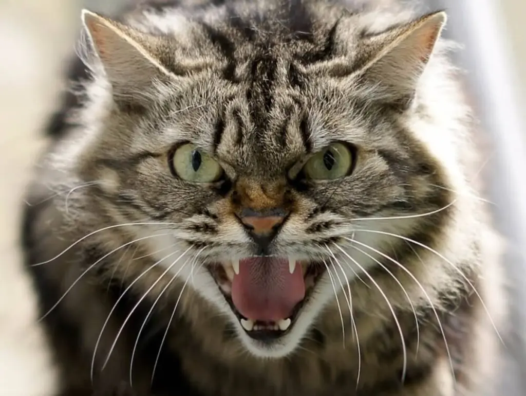 iperestesia-felina.jpg