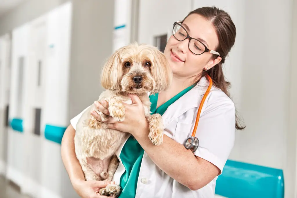 trichogramme du chien.jpg